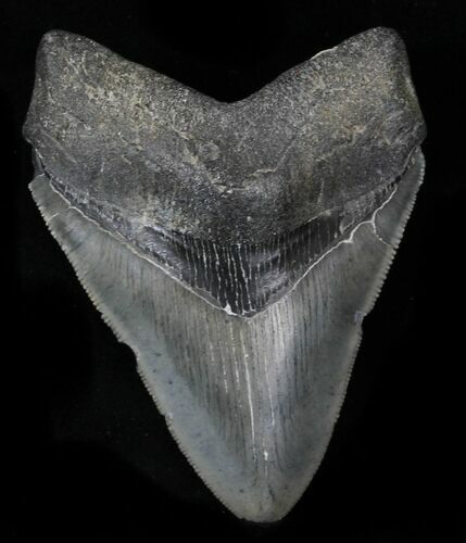 Serrated Megalodon Tooth - Georgia #32641
